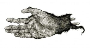 Drawing of Monkey's Paw